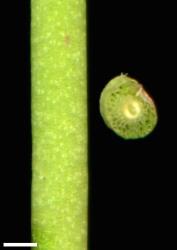 Veronica scutellata. Stem, with cross section on right. Scale = 1 mm.
 Image: P.J. Garnock-Jones © Te Papa CC-BY-NC 3.0 NZ